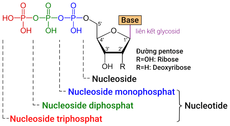 Building Blocks Of Nucleic Acids – Biology Empire